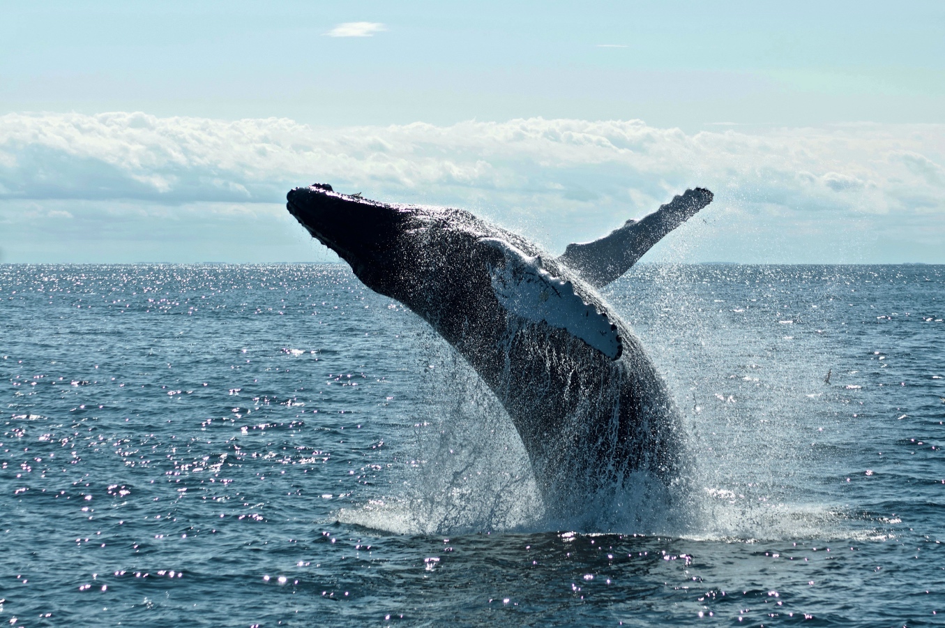 Une baleine saute hors de l'eau.